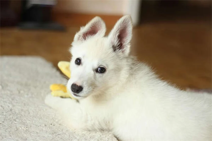 犬がリードを嫌がる理由と解決法5選【プロが解説】