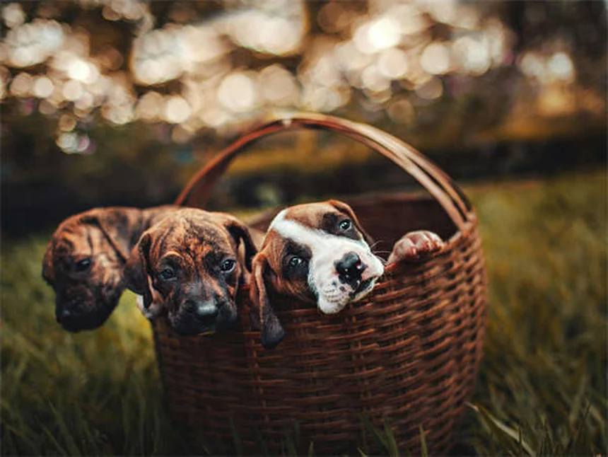 犬がリードを嫌がる理由と解決法5選【プロが解説】