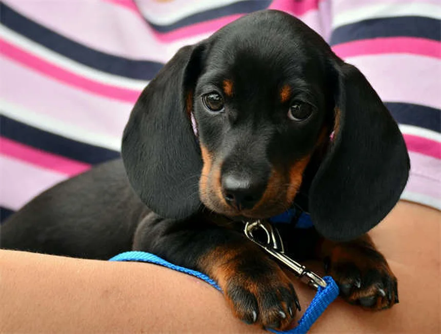 犬猫のプレドニゾン・プレドニゾロン：効果と副作用のすべて【獣医師解説】