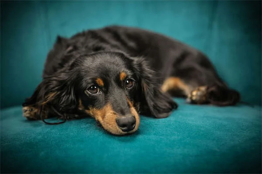 犬の薬をご飯に混ぜて砕いてもいい？正しい飲ませ方の全知識