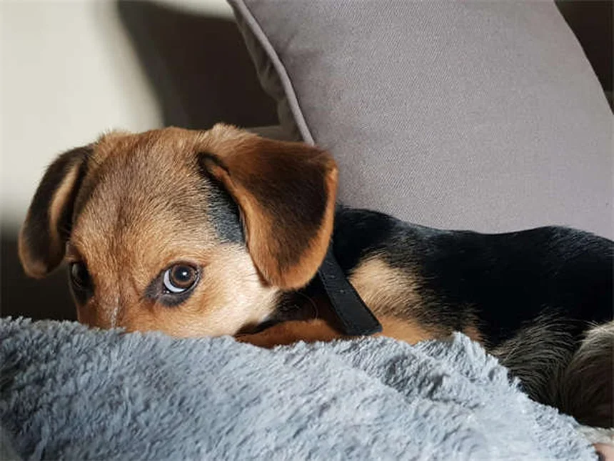 犬用ミルタザピンの効果と正しい使い方【獣医師監修】