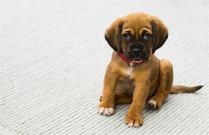 犬を失った悲しみが深い理由とは？ペットロスの乗り越え方