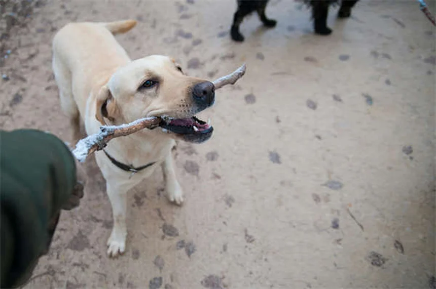 犬の破壊行動を止める7つの効果的な方法【専門家が解説】