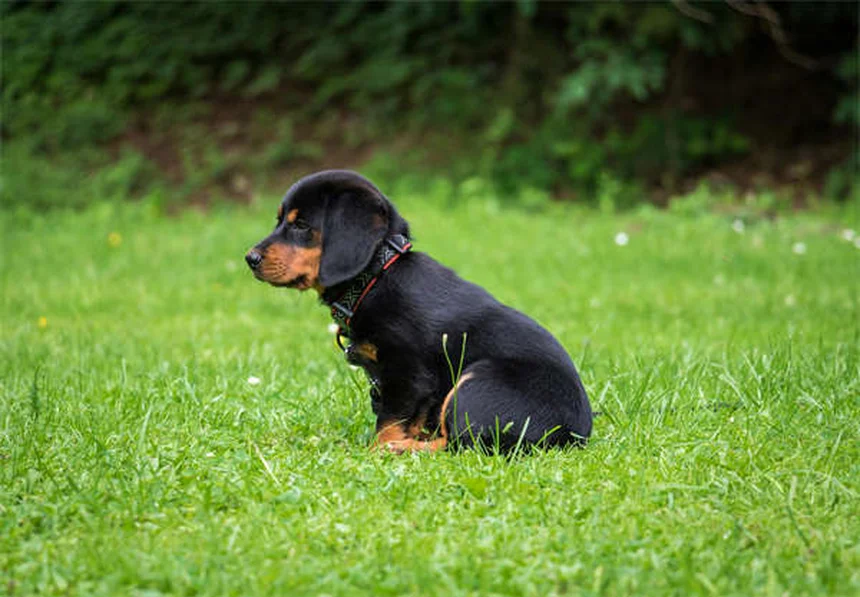犬の年齢を人間換算する最新方法【小型犬・大型犬別】