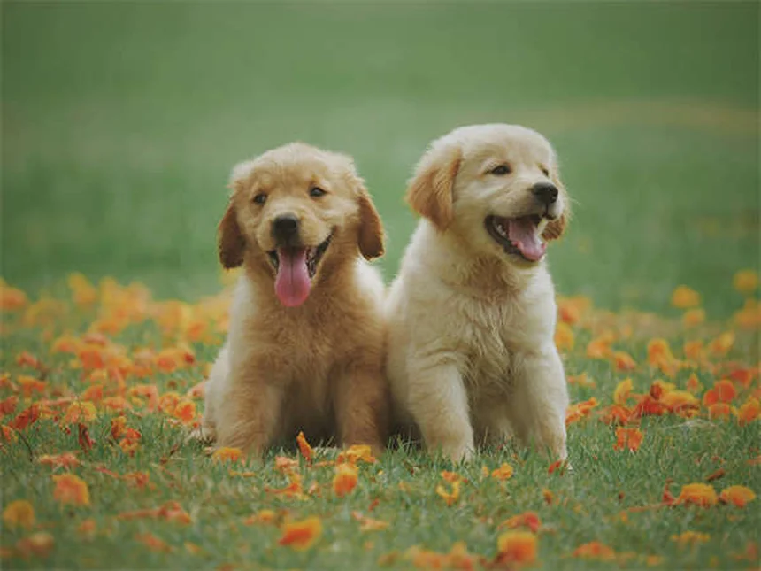 犬の年齢を人間換算する最新方法【小型犬・大型犬別】