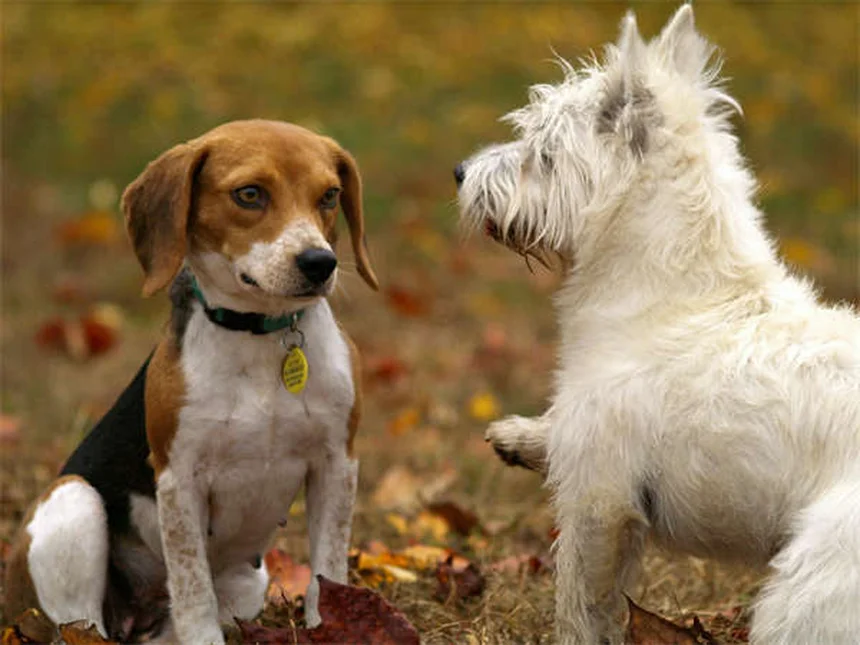犬に蜂蜜は安全？獣医師が教える適量と3つの与え方