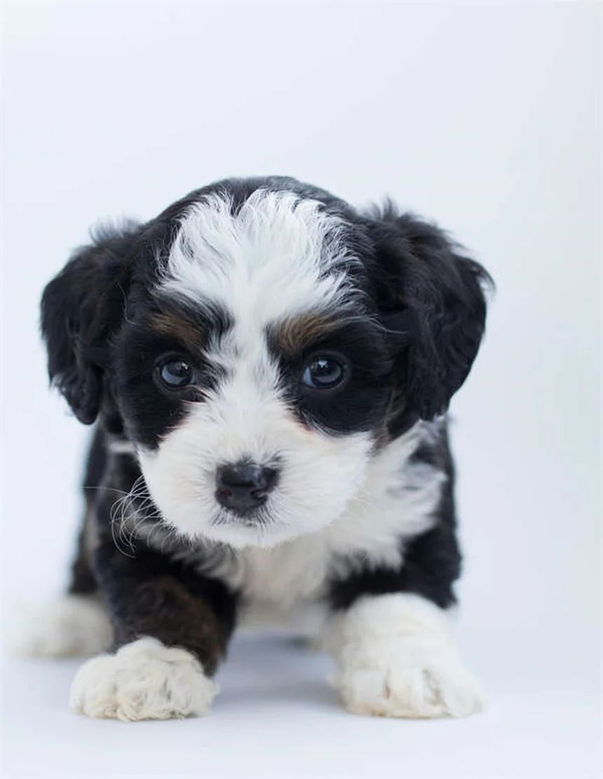犬に蜂蜜は安全？獣医師が教える適量と3つの与え方