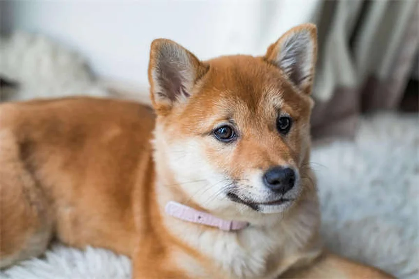 犬の泌尿器問題を早期発見！症状チェックと予防法