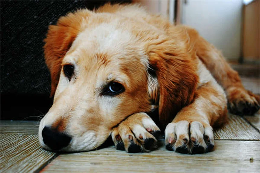 安哥拉兔の飼い方 実体験から伝える飼う前に知るべき5つの重要ポイント