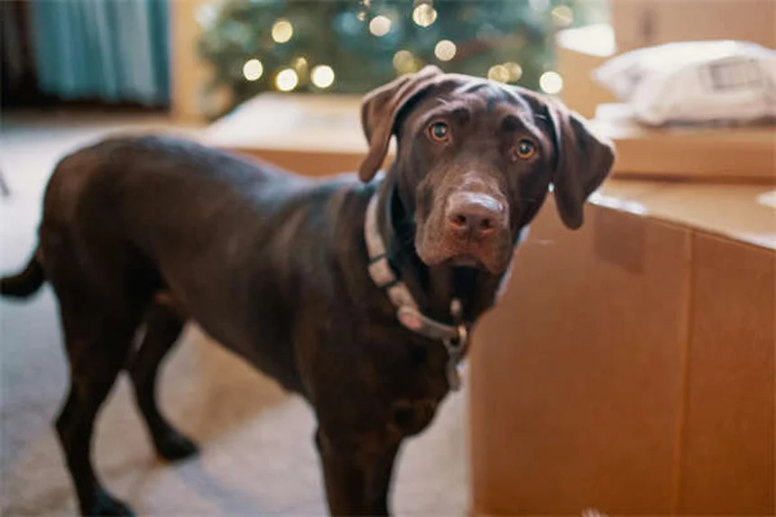 犬が穴を掘るのをやめさせる7つの効果的な方法