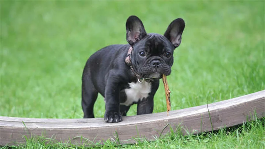 犬が感じ取れる8つの驚くべき能力｜飼い主も知らない秘密とは？