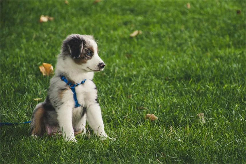 犬が感じ取れる8つの驚くべき能力｜飼い主も知らない秘密とは？