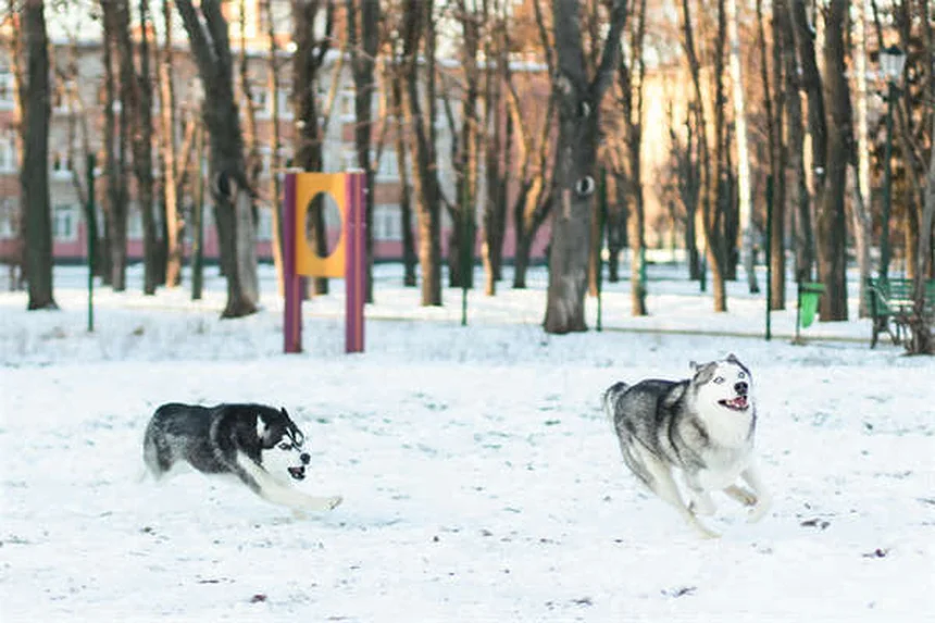 犬のバリアフラストレーション対策5選｜吠え癖を改善する方法
