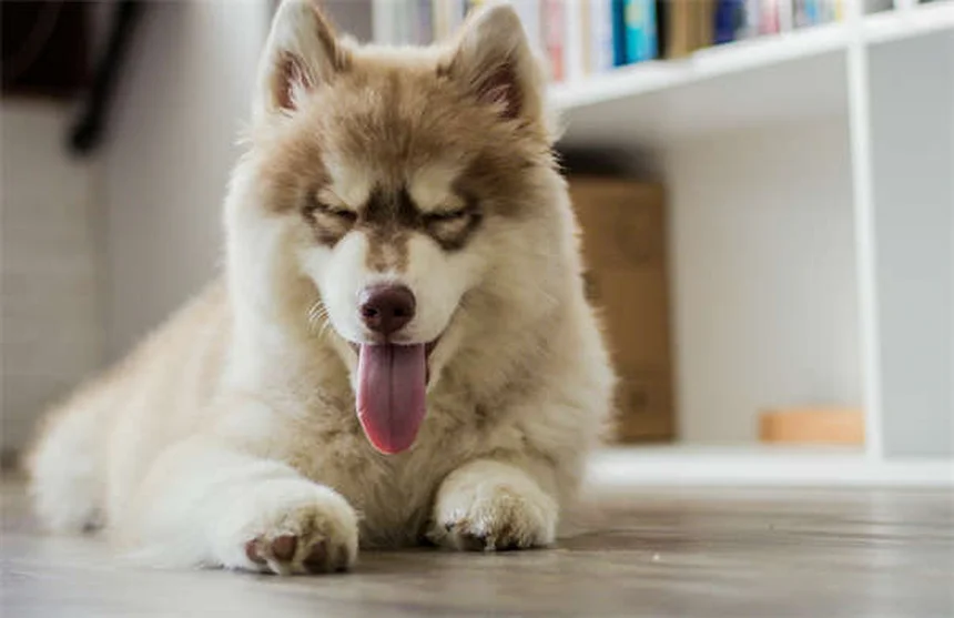 犬と猫が心臓に良い3つの科学的理由【最新研究】