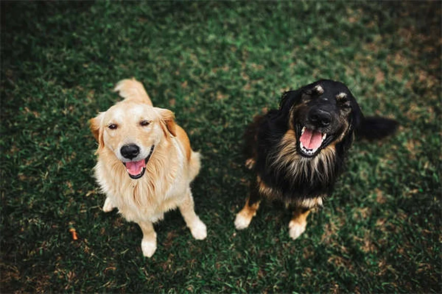 犬の健康を守る5つの必須医薬品【獣医師監修】