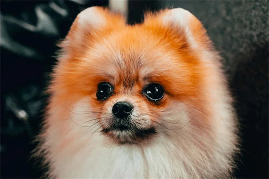 犬の年齢の正しい数え方とライフステージ別ケア完全ガイド