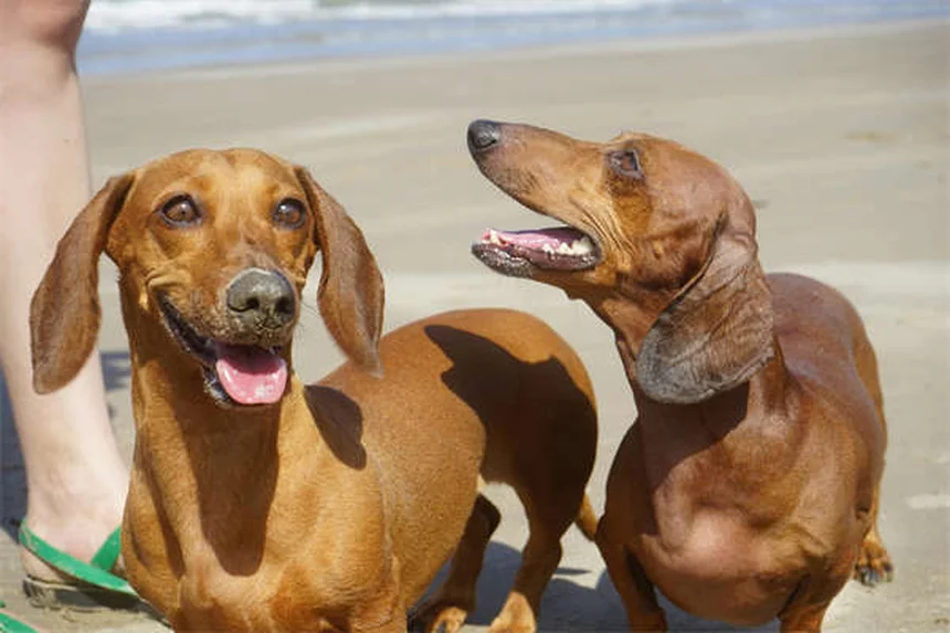 犬の年齢の正しい数え方とライフステージ別ケア完全ガイド