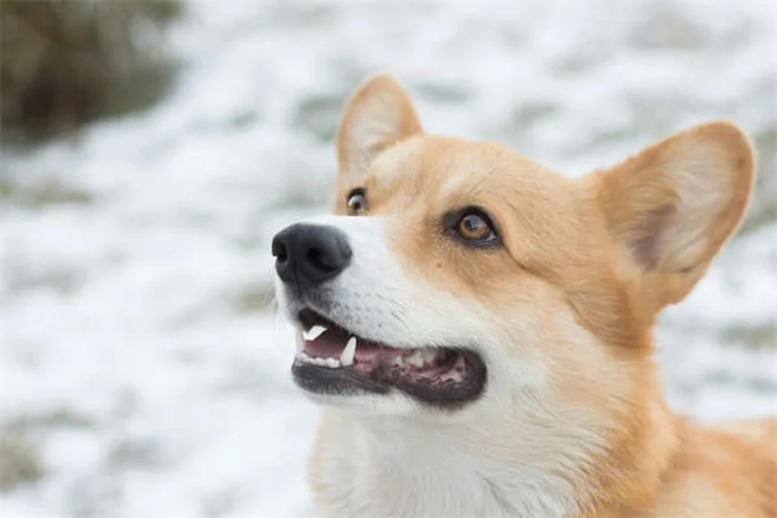 フェレットの直腸脱、飼い主が知っておくべき症状・原因・治療法と予防の完全ガイド