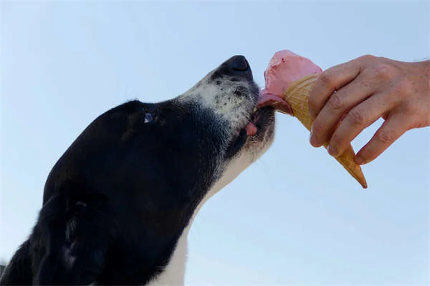 シニア犬の食事、今すぐ変えるべき5つの誤解と実践法