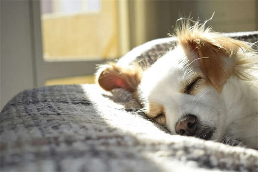 老犬の行動変化、認知症サインと対策まとめ