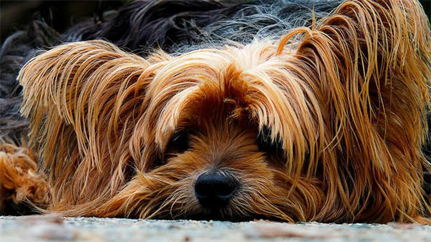 犬の関節炎対策｜冬の寒さで痛みが悪化する理由と対処法