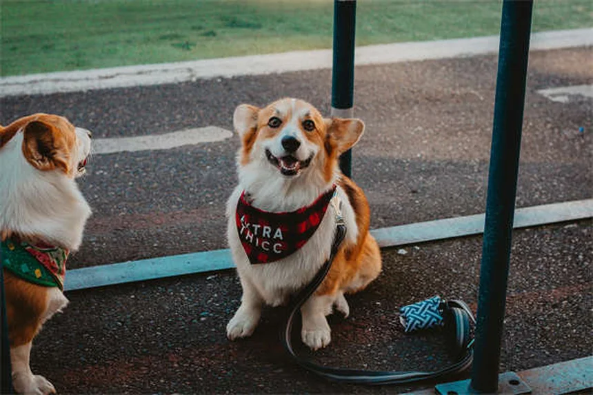 犬がキューカートイに夢中になる3つの理由と選び方のコツ