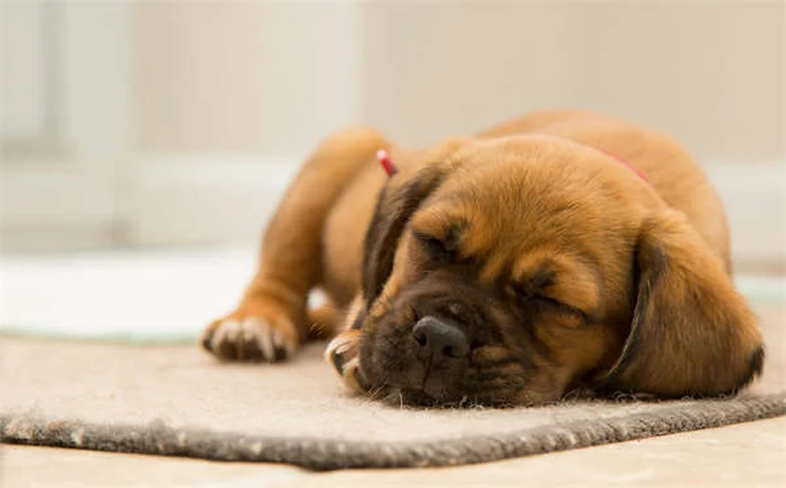 マダニが潜む意外な場所7選！愛犬・愛猫のチェックポイント徹底解説