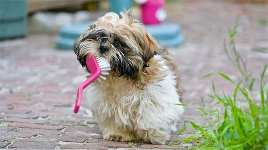 マダニが潜む意外な場所7選！愛犬・愛猫のチェックポイント徹底解説