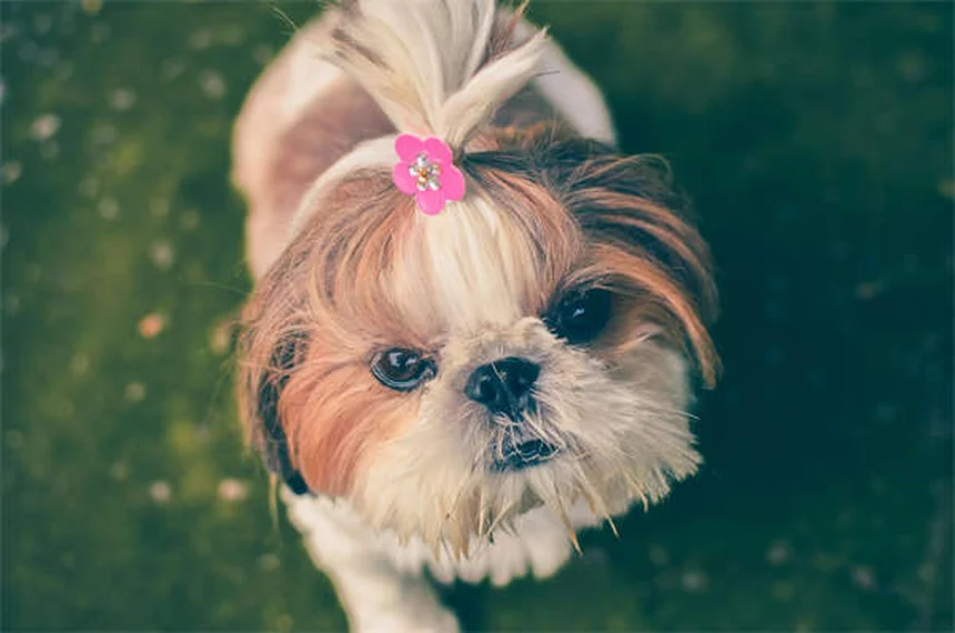 子犬の成長ステージ完全ガイド：生後0-7週間のお世話ポイント