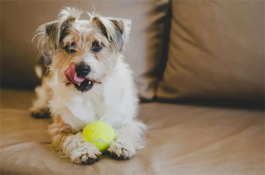 犬の関節炎対策｜冬の寒さで痛みが悪化する理由と対処法