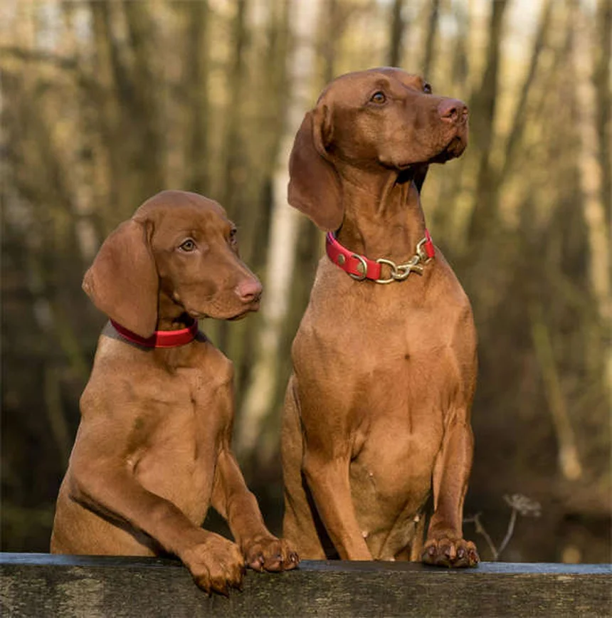 犬と猫のダニ予防薬の違いとは？正しい選び方を獣医師が解説