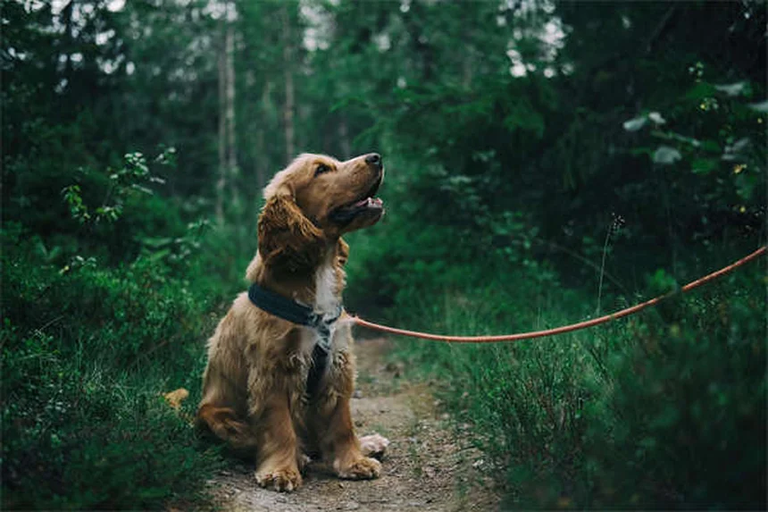 犬と猫のダニ予防薬の違いとは？正しい選び方を獣医師が解説