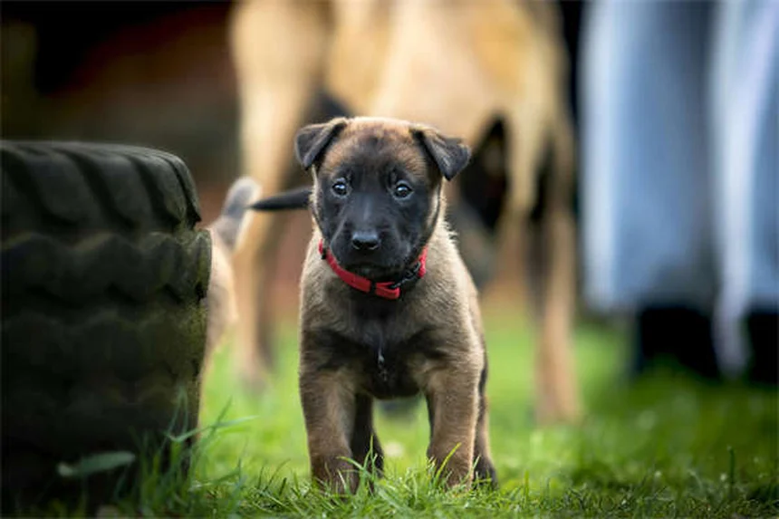 犬と猫のダニ予防薬の違いとは？正しい選び方を獣医師が解説
