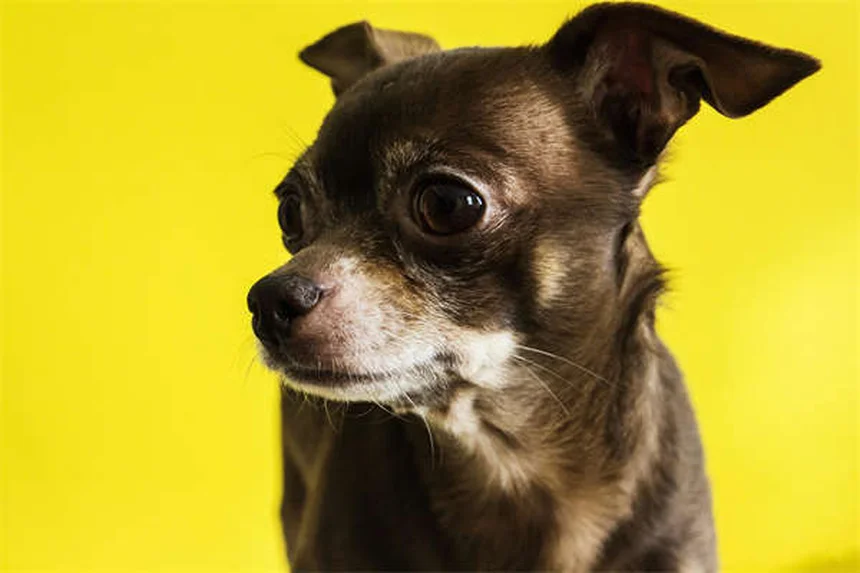 犬のパンティングの原因と対処法｜愛犬の健康サインを見逃さないために