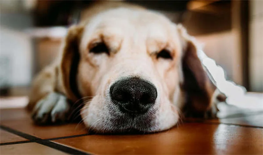 犬の無駄吠えを止める7つの簡単な方法【プロが解説】