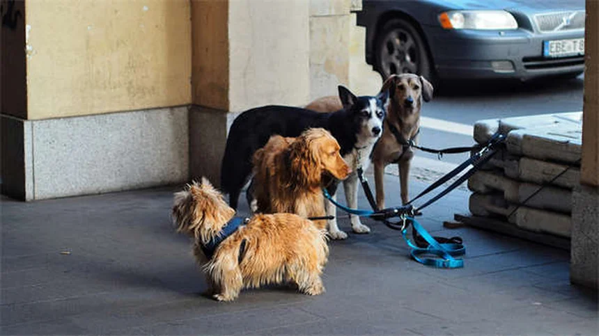 犬の無駄吠えを止める7つの簡単な方法【プロが解説】