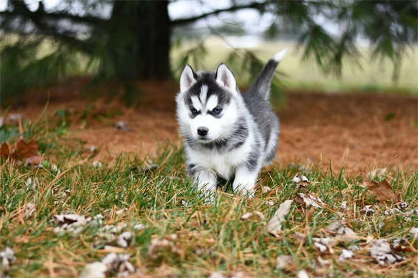 犬の腎臓感染症とは？症状と予防法を獣医師が解説