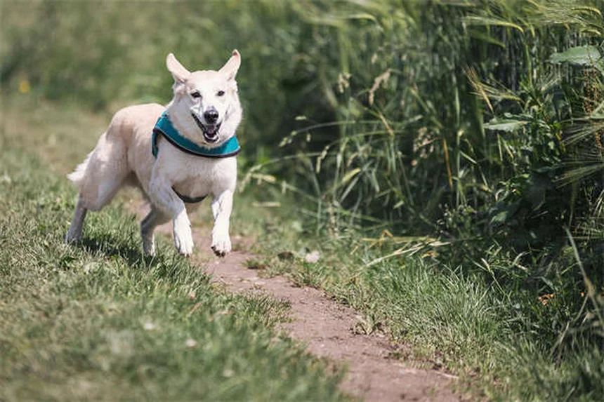 犬の腎臓感染症とは？症状と予防法を獣医師が解説