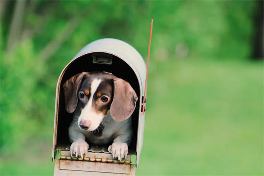 子犬の初めてのクリスマスを安全に過ごす7つのポイント
