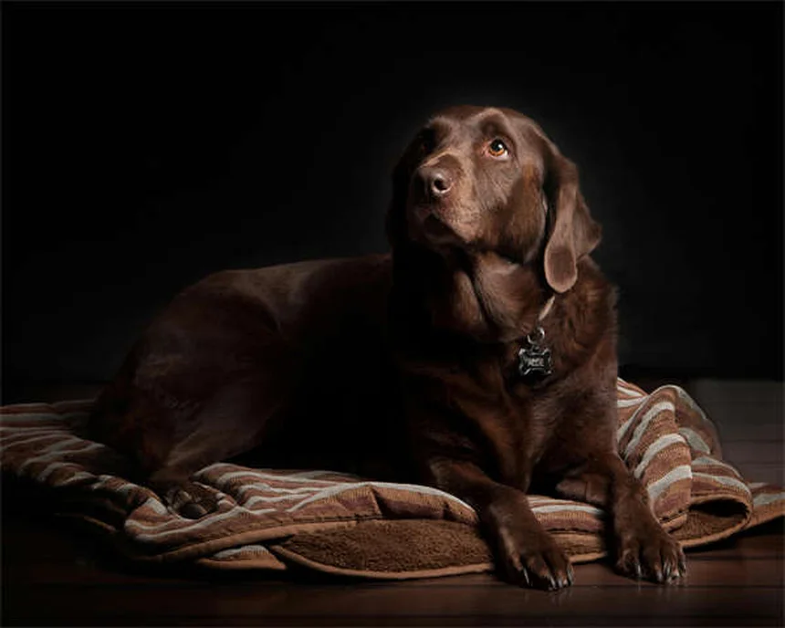 子犬の初めてのクリスマスを安全に過ごす7つのポイント