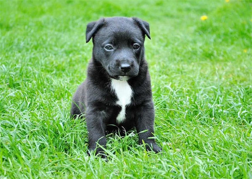 暑い季節の愛犬運動で知っておくべき8つのコツ【獣医師推奨】
