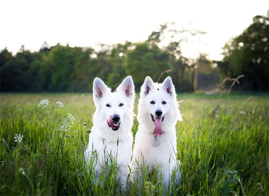 犬が頻繁に唇を舐める7つの理由と対処法【獣医師解説】