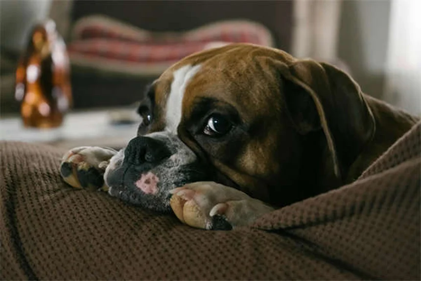 犬のボディコンディションスコア（BCS）とは？簡単チェック方法