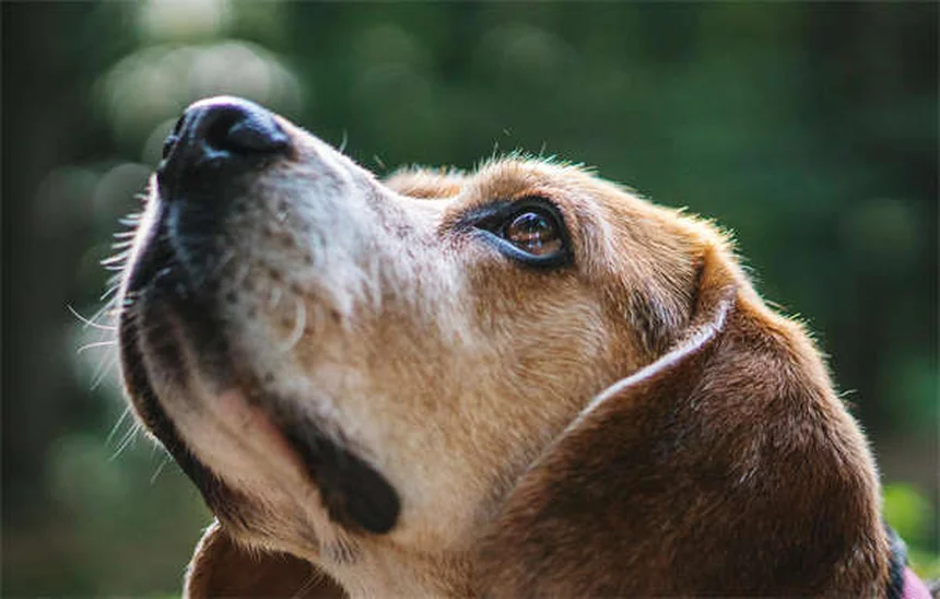 犬のボディコンディションスコア（BCS）とは？簡単チェック方法