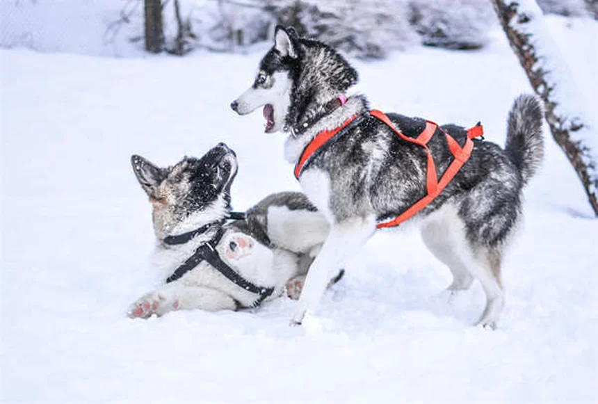 水が大好きな犬18選！防水被毛と水かき足が特徴の犬種とは？
