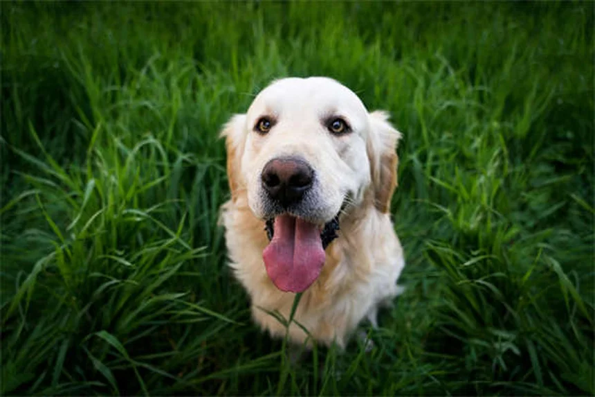 水が大好きな犬18選！防水被毛と水かき足が特徴の犬種とは？