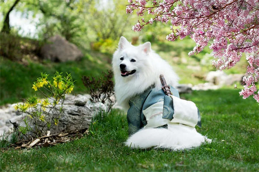 犬に「伏せ」を教える3つの簡単ステップ｜初心者でも今日からできる！