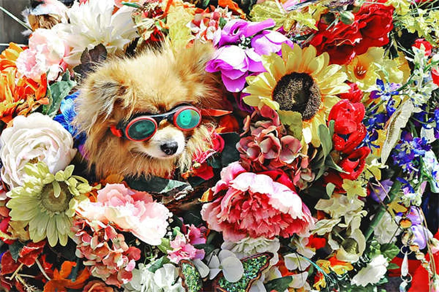 犬に「伏せ」を教える3つの簡単ステップ｜初心者でも今日からできる！