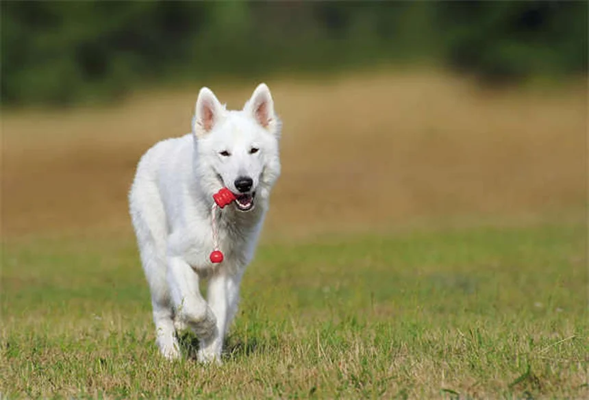 犬がドッグパークを嫌がる5つの理由と対処法【獣医師監修】