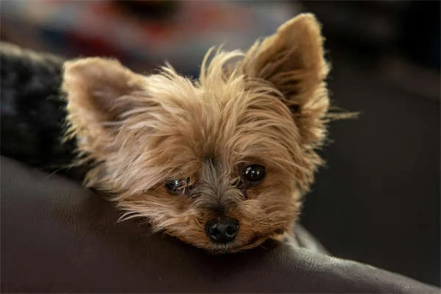 犬がドッグパークを嫌がる5つの理由と対処法【獣医師監修】
